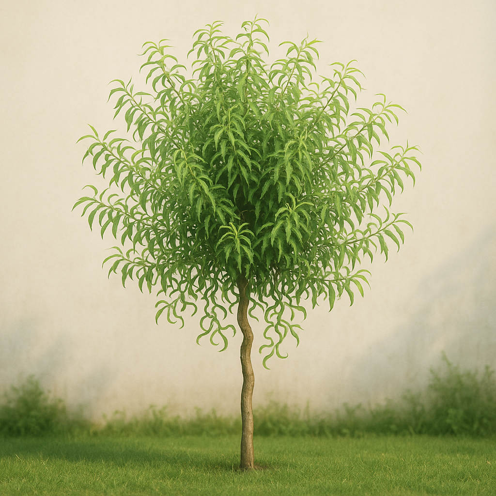 Wierzba babilońska