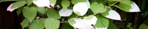 Aktinidia pstrolistna