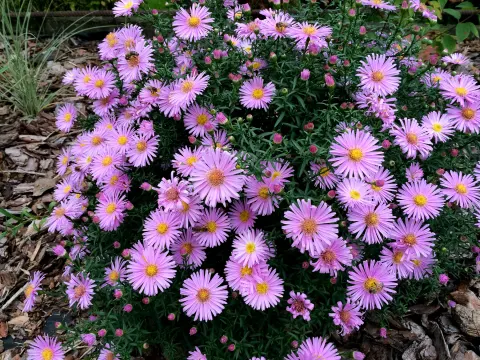 Aster 'Herbstgruss vom Bresserhof'