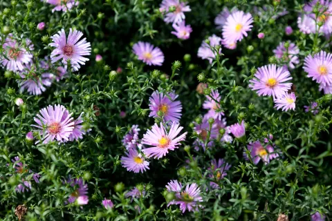 Aster 'Herbstgruss vom Bresserhof'