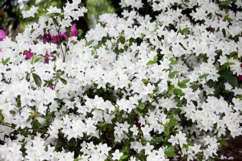 Azalia japońska 'Kermesina Alba'