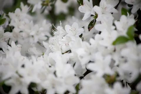 Azalia japońska 'Kermesina Alba'