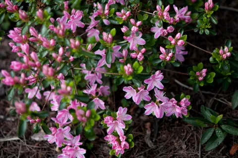 Azalia japońska 'Kermesina Rosé'