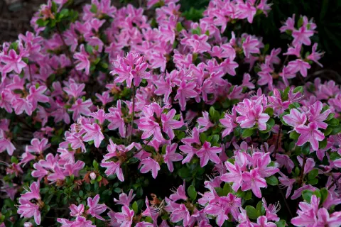 Azalia japońska 'Kermesina Rosé'