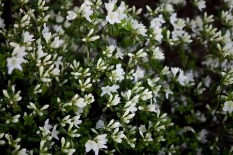 Azalia japońska 'Luzi'
