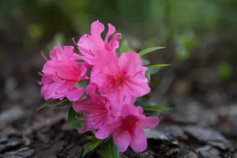 Azalia japońska 'Allotria'