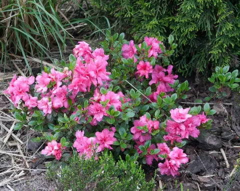 Azalia japońska 'BABUSCHKA 'Hachbabu''