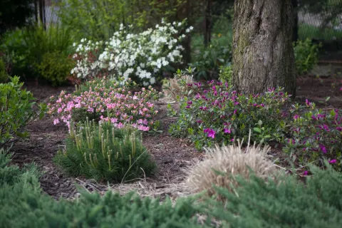 Azalia japońska 'Blaue Donau', Azalia japońska 'Kermesina Rosé', Azalia japońska 'Luzi', Sosna górska