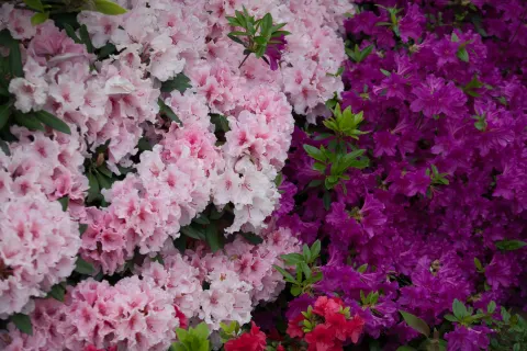 Azalia japońska 'Blaue Donau', Rododendron 'Diadem'