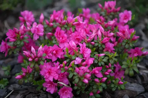 Azalia japońska 'Melina'