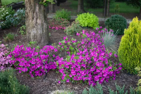 Azalia japońska 'Orlice', Azalia japońska 'Hiroko / Geisha Purple', Azalia japońska 'Orlice', Awena wieczniezielona, Cyprysik groszkowy 'Boulevard'