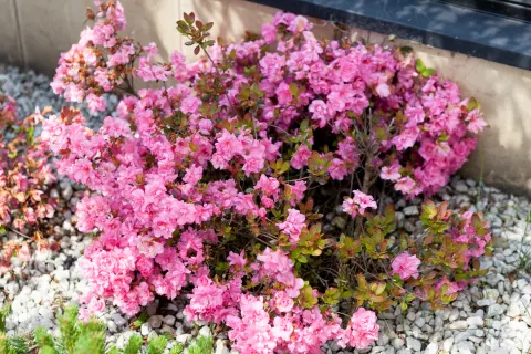 Azalia japońska 'PETTICOAT 'Hachpett''