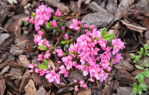 Azalia japońska 'ROSINETTA 'Hachrosi''