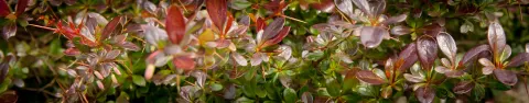Berberys pośredni 'Red Jewel'
