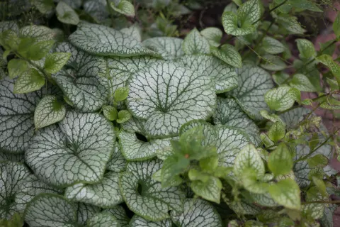 Brunera wielkolistna 'Alexander's Great'