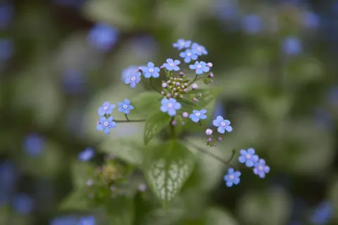 Brunera wielkolistna 'Sea Heart'