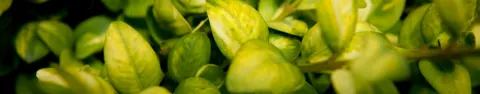 Bukszpan wieczniezieolny Latifolia Maculata