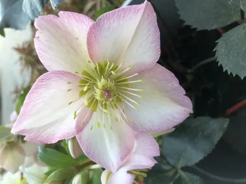 Ciemiernik 'HGC ® Ice N' Roses Rose'