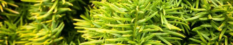 Cis pospolity David