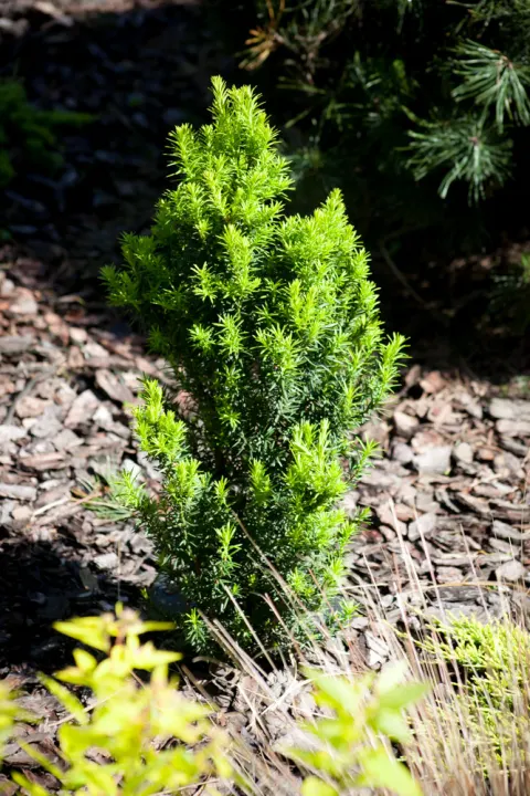 Cis pospolity Fastigiata Robusta