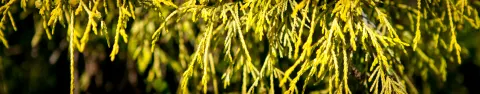 Cyprysik groszkowy Filifera Aurea