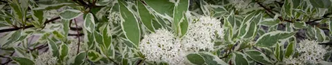 Dereń biały Elegantissima