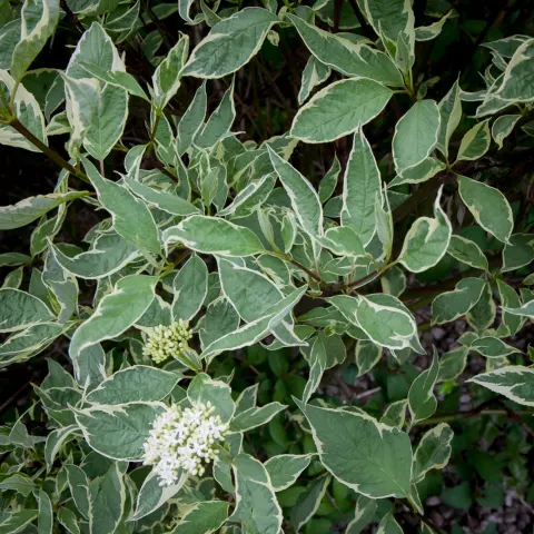 dereń biały Sibirica Variegata