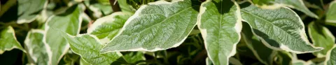 dereń biały Sibirica Variegata