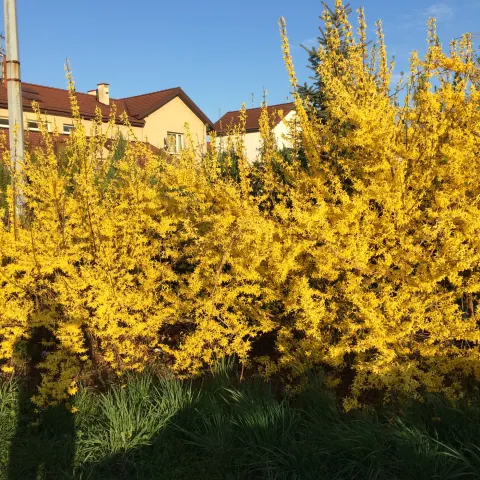 Forsycja pośrednia 'Lynwood'
