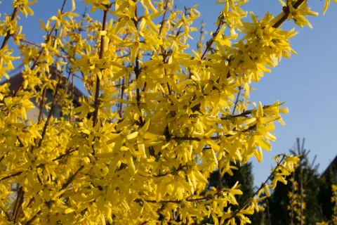 Forsycja pośrednia 'Maluch'
