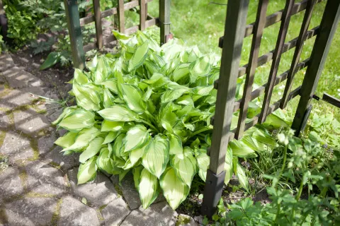 Funkia 'Fortunei Albopicta'