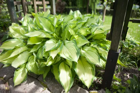 Funkia 'Fortunei Albopicta'