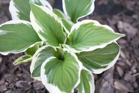 Funkia 'Minuteman'