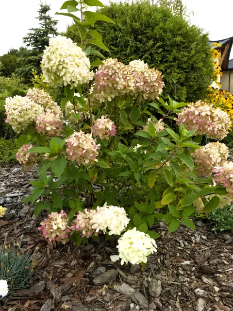 Hortensja bukietowa Phantom