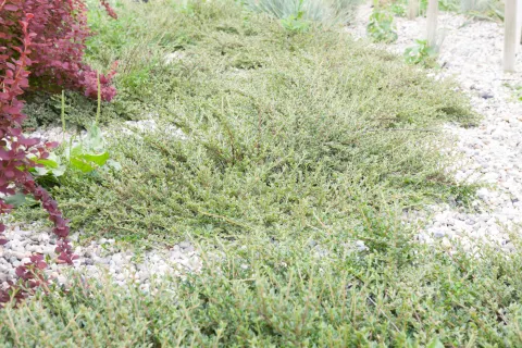 Irga purpurowa 'Variegatus'
