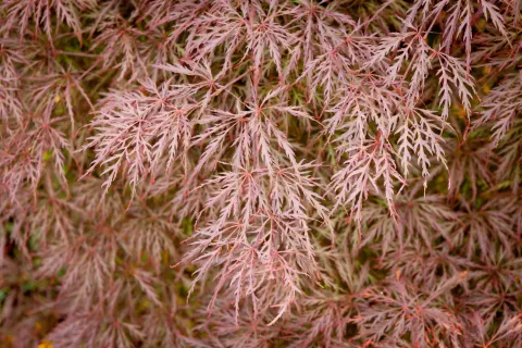 klon palmowy Dissectum Nigrum