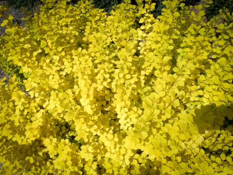 Lato