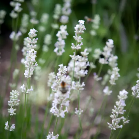 Lawenda wąskolistna Aromatico Silver