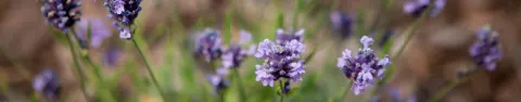Lawenda wąskolistna Blue Scent