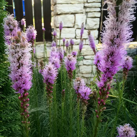 Liatra kłosowa Floristan violet