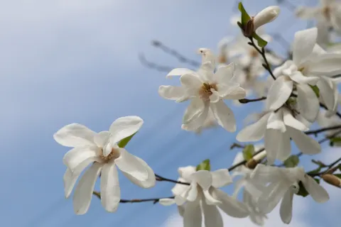 Magnolia japońska