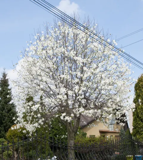Magnolia japońska