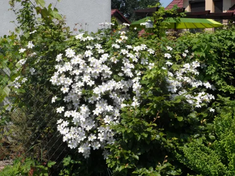 Powojnik 'Huldine'