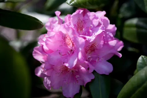 Rododendron 'Helsinki University'
