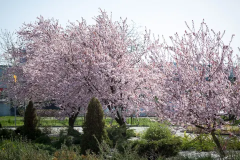 Śliwa wiśniowa Pissardii / Atropurpurea