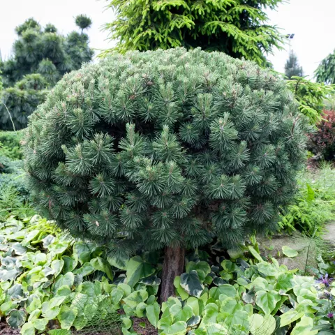 Sosna górska Mops