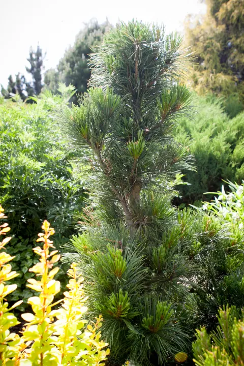 Sosna limba Stricta