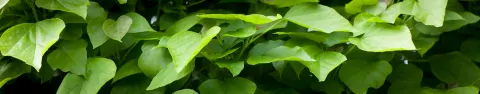 surmia bignoniowa Nana