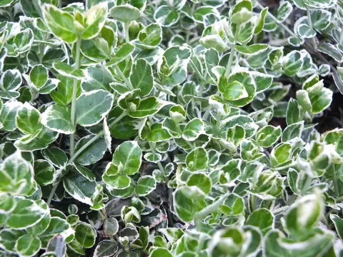 Trzmielina Fortune'a Emerald Gaiety Euonymus fortunei