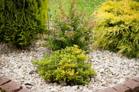 Żywotnik wschodni Aurea Nana, Berberys pośredni Red Jewel, Jałowiec Pfitzera Gold Star